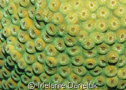 Beautiful Brain Coral in Grand Cayman by Melanie Daneluk 